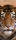 Türtapete "Tiger", Türposter, selbstklebend 2050 x 880 mm