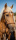 Türtapete "Pferd 2", Türposter, selbstklebend 2050 x 880 mm