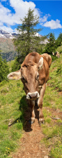 Türtapete "Kuh, Alpen, Weg", Türposter, selbstklebend 2050 x 880 mm