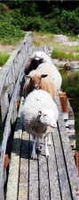 Türtapete Türposter Türfolie Schafe Steg Natur Wald, selbstklebend 2050 x 880 mm