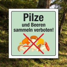 Schild Pilze Beeren sammeln verboten Hinweisschild 3 mm...